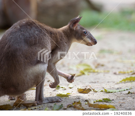 Red-legged pademelon 19240836