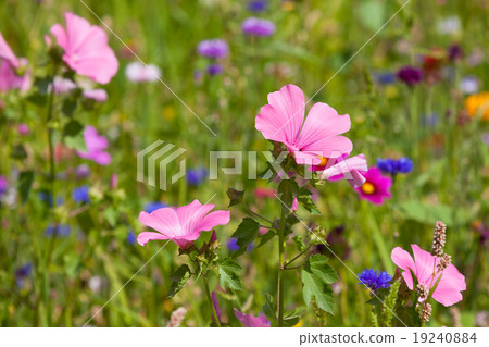 Wildflowers on a meadow in a sunny day Wildflowers on a meadow in a sunny day 19240884