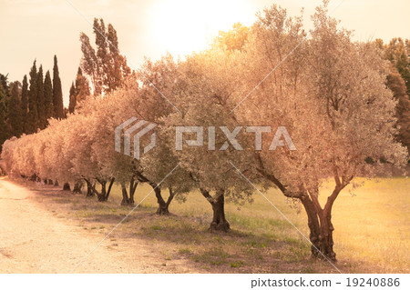 Olives alley in Provence, France Olives alley in Provence, France 19240886
