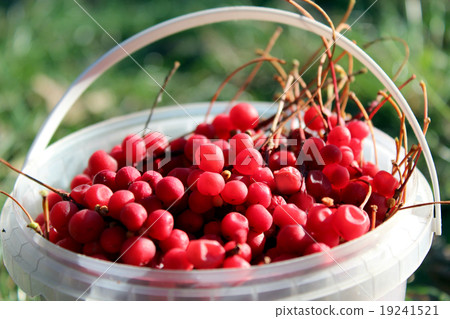 red ripe schisandra in the bucket red ripe schisandra in the bucket 19241521