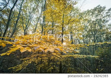 New England in fall New England in fall 19242365