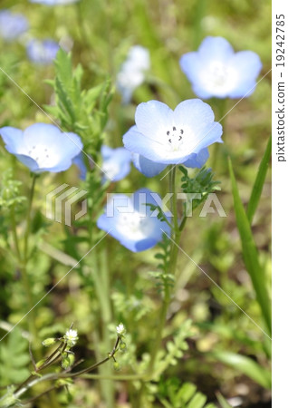 喜林草 喜林草 19242785