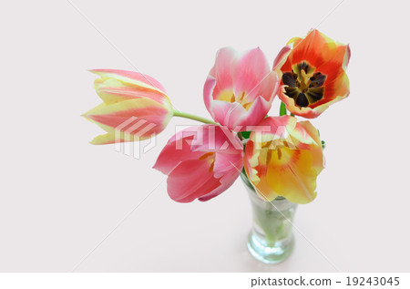 Tulip Tulip 19243045