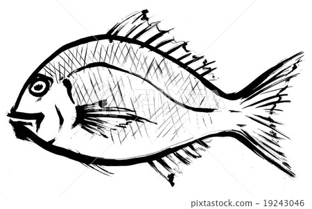 真鯛 真鯛 19243046