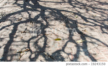 The shadow tree. The shadow tree. 19243150