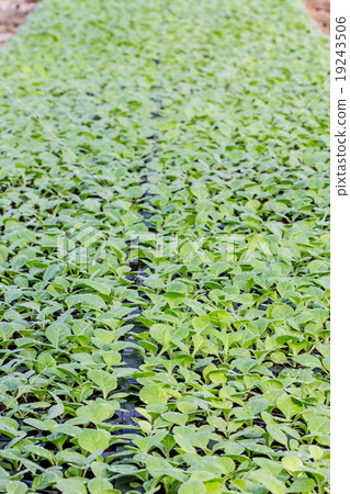 Tobacco cultivation young plants planting 19243506