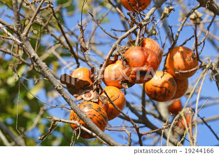 剩餘的柿子沒有收穫 19244166