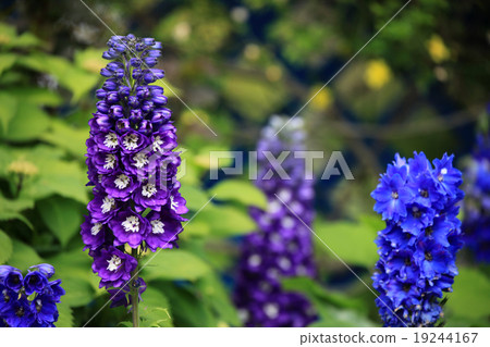 羽扇豆花 19244167