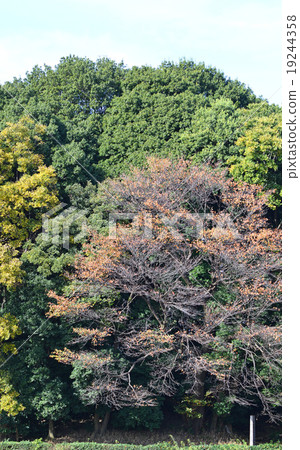 深秋Kozegahara基地戰場白旗土墩 深秋Kozegahara基地戰場白旗土墩 19244358