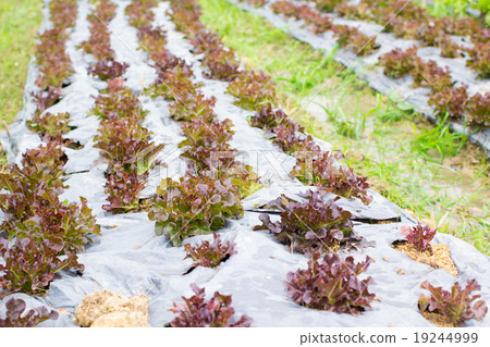 Organic hydroponic vegetable farm 19244999