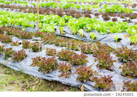 Organic hydroponic vegetable farm 19245001