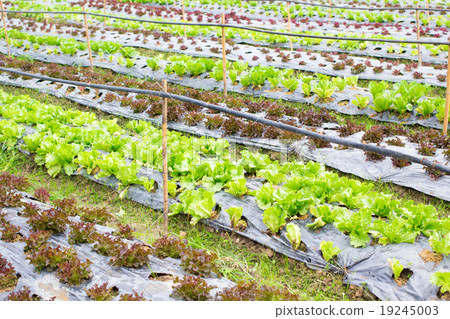 Organic hydroponic vegetable farm 19245003