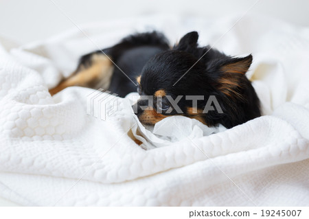 Chihuahua dog 19245007