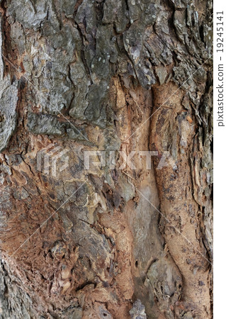 Bark Texture 19245141