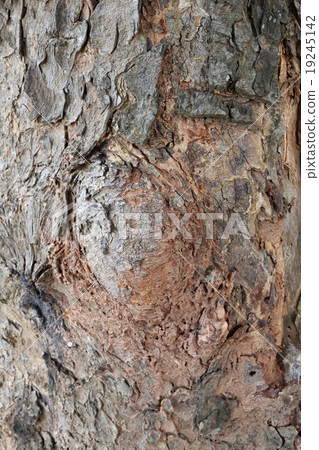 Bark Texture Bark Texture 19245142