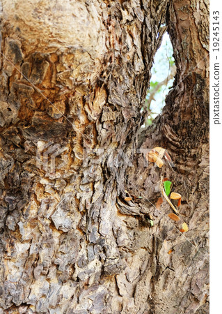 Bark Texture Bark Texture 19245143