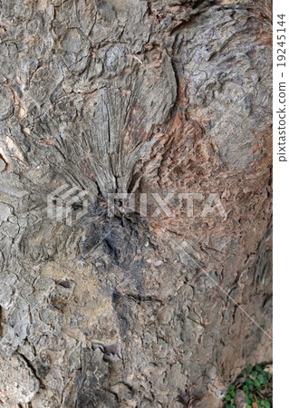 Bark Texture 19245144