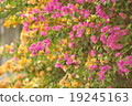 Bougainvillea.. 19245163
