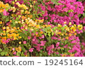 Bougainvillea.. 19245164