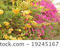 Bougainvillea.. 19245167