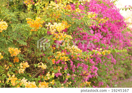 Bougainvillea.. 19245167
