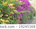 Bougainvillea.. 19245168