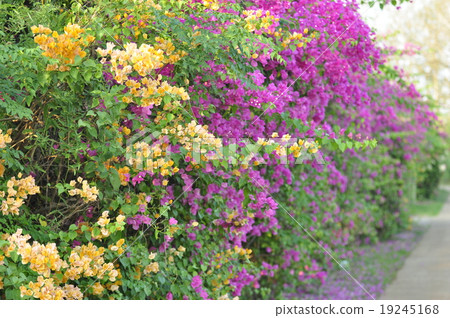 Bougainvillea.. 19245168
