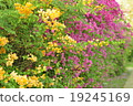Bougainvillea.. 19245169