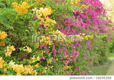 Bougainvillea.. 19245169
