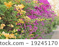 Bougainvillea.. 19245170