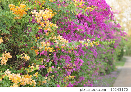 Bougainvillea.. 19245170