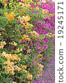 Bougainvillea.. 19245171