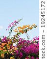 Bougainvillea.. 19245172