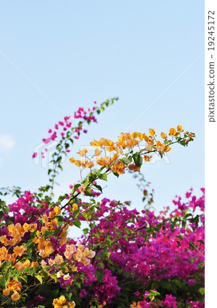 Bougainvillea.. 19245172