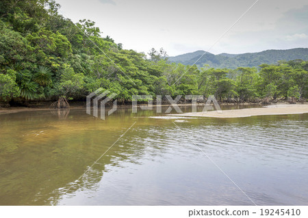 Mangrove forest along the Iriomote Hinay River Mangrove forest along the Iriomote Hinay River 19245410