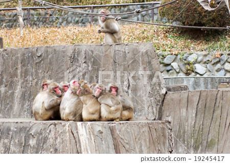 東京多摩動物園日本猴子 東京多摩動物園日本猴子 19245417