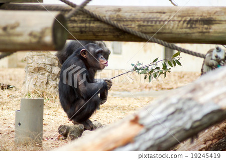 東京多摩動物園黑猩猩 東京多摩動物園黑猩猩 19245419