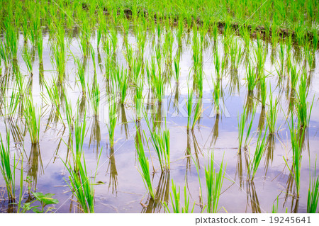 Natural Thai rice field and water inside Natural Thai rice field and water inside 19245641
