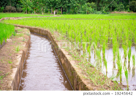 Natural Thai rice field and water channel Natural Thai rice field and water channel 19245642