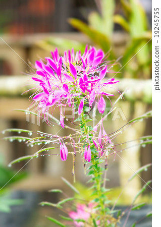 Pink Spider flower or Cleome spinosa Pink Spider flower or Cleome spinosa 19245755