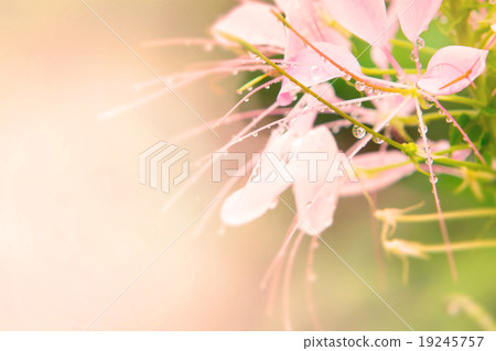 Pink Spider flower Pink Spider flower 19245757
