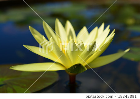 Lotus Lotus 19245881