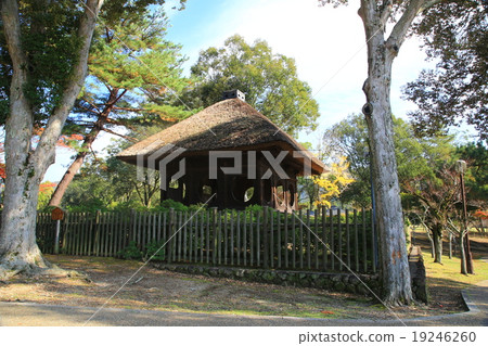 Nara Park autumn leaves 19246260
