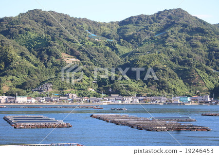 Sea bream fishes in Uwajima Bay and mountain of background 19246453