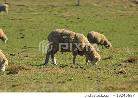 放牧綿羊 放牧綿羊 19246687