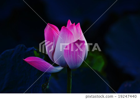 Lotus flower and Lotus flower plants 19247440