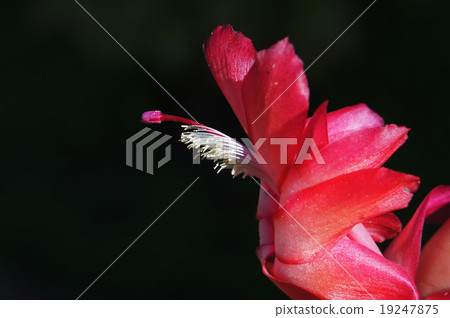 花 19247875