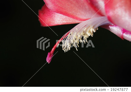 Flowers Flowers 19247877