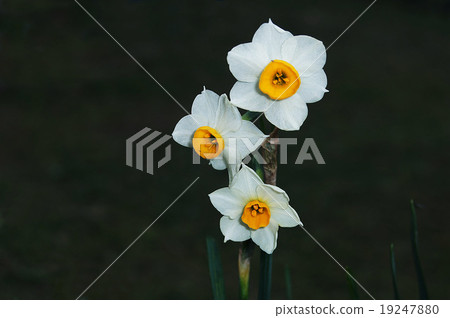花 19247880