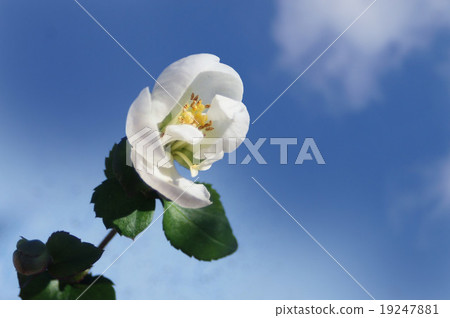 Flowers Flowers 19247881